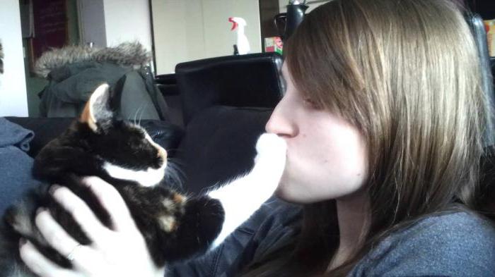 почему нельзя целовать кошек в морду