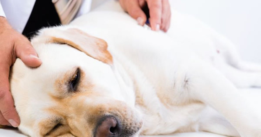 симптомы лямблиоза у собаки