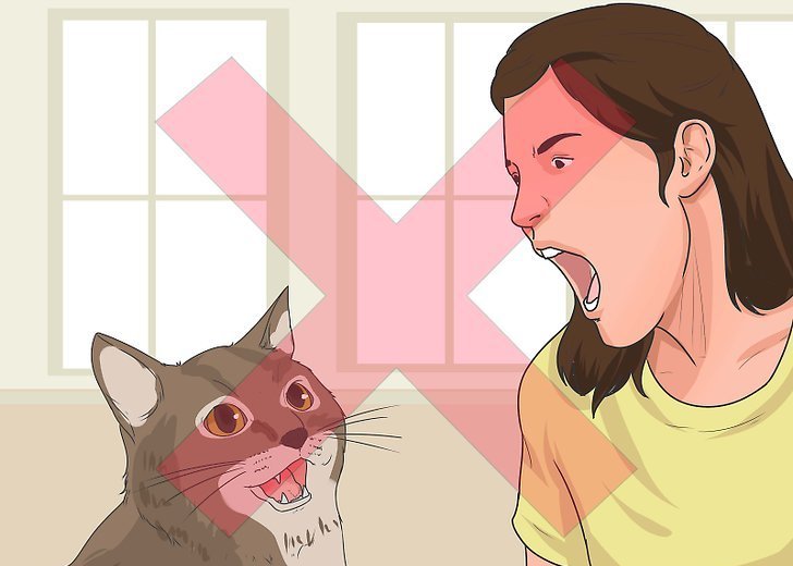 you can't shout at a cat