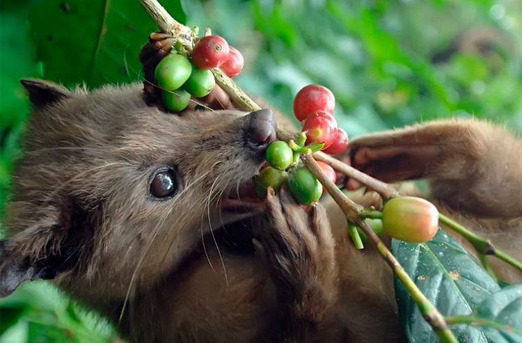 Civetta eats the fruits of coffee