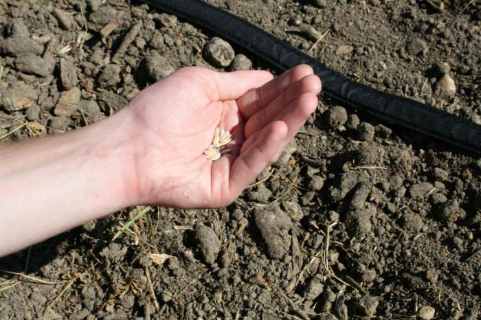 preparation of cucumber seeds for planting seedlings