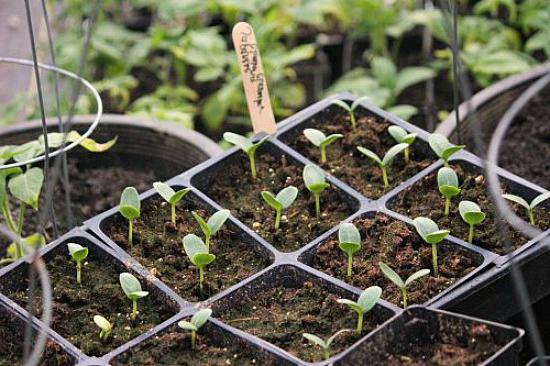 preparation of cucumber seeds before planting