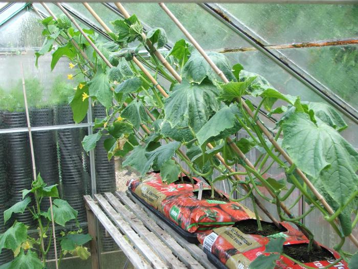 preparing cucumber seeds and planting a cucumber