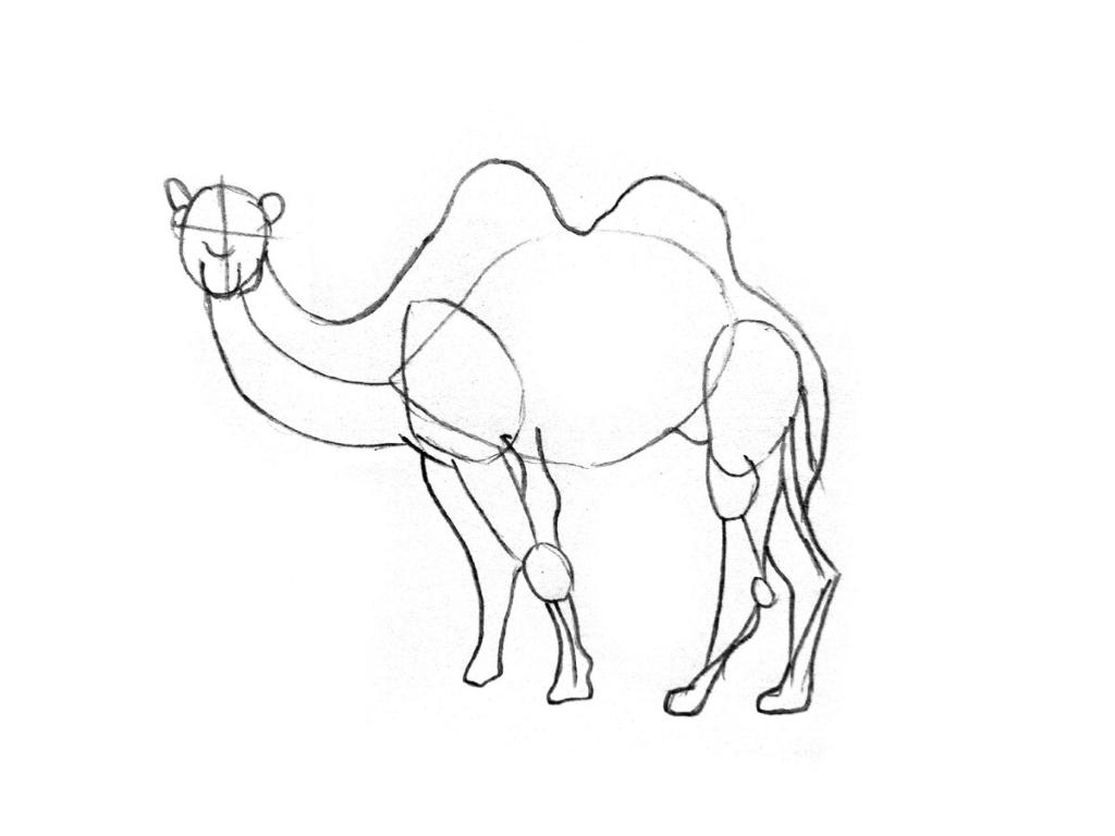 Один из этапов рисования верблюда