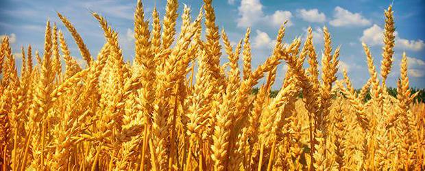 Пшеница: фото