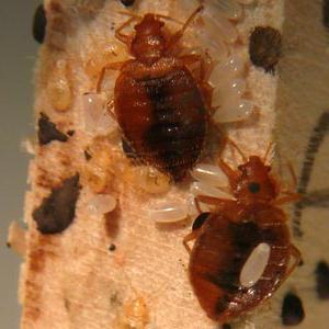 kalbofos from bedbugs, reviews