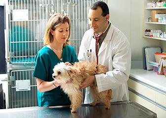 Veterinary clinic in the seaside area