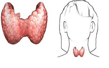 Щитовидная железа увеличена симптомы