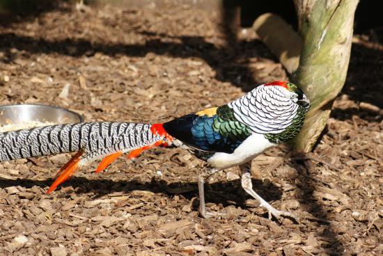 breeding pheasants as a business