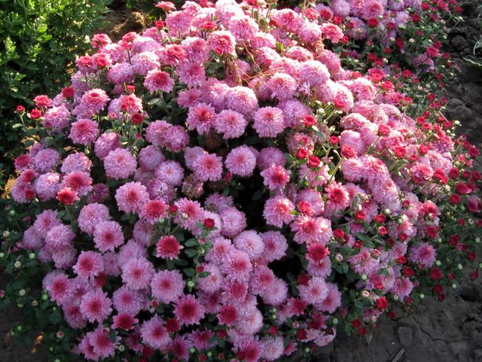 Красивые цветы многолетники для сада неприхотливые долгоцветущие фото и названия