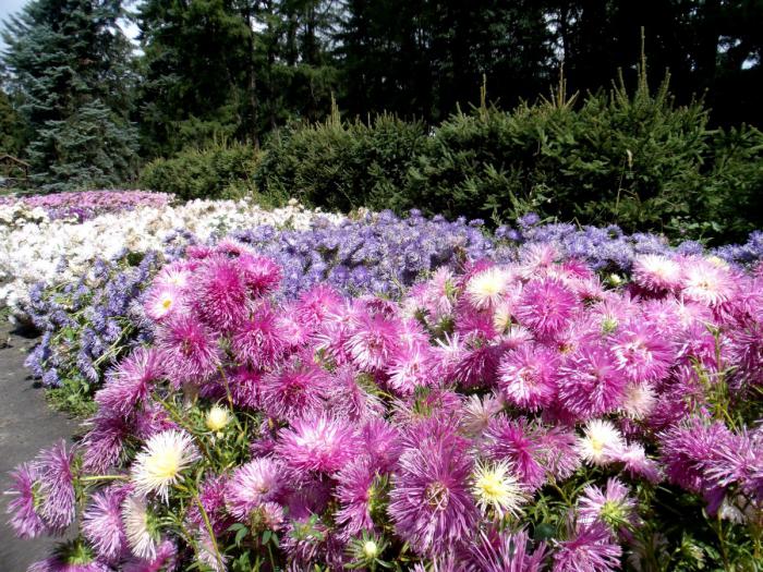 Многолетние цветы для тенистого сада название и фото