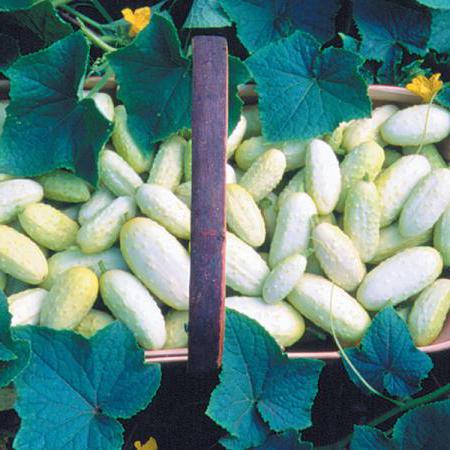 white cucumbers