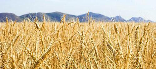 пшеница фуражная цена 