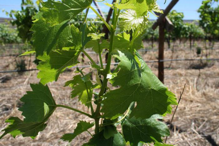 surgeon's grape seedlings