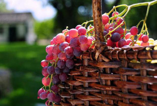 optimal load on the surgeon's memory grapes