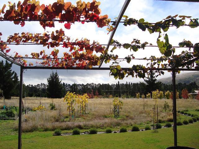 виноград багровый описание сорта 