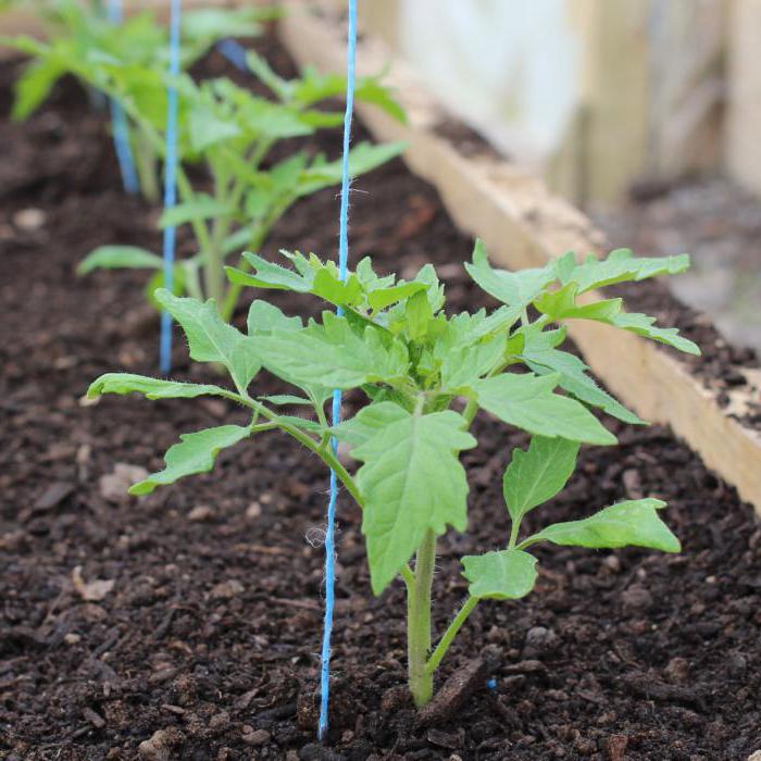 tomato mystery of nature characterization and description of the variety