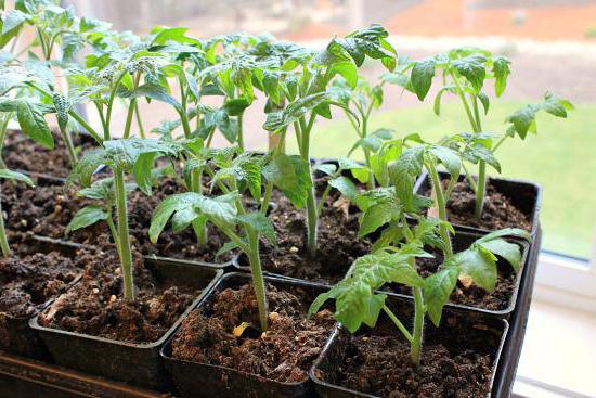 rosemary tomato photo