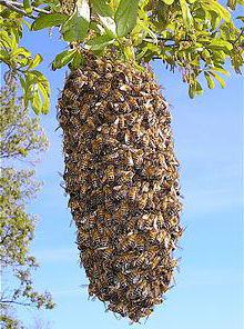 как избежать роения пчел 