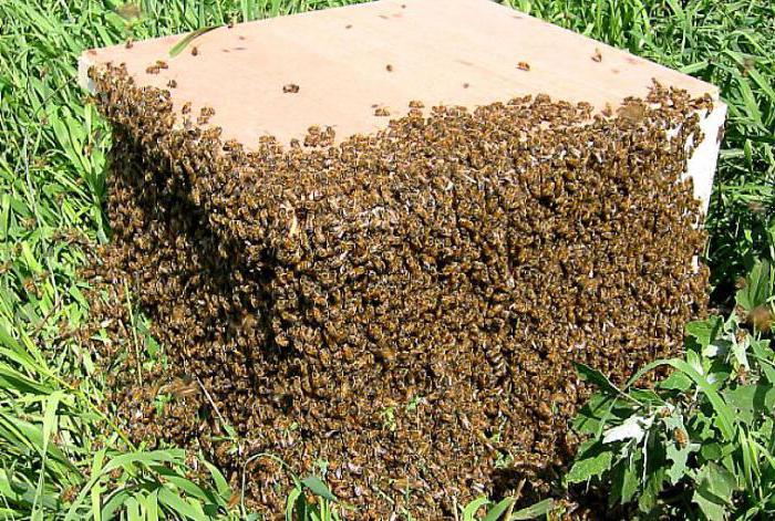 как не допустить роение пчел 
