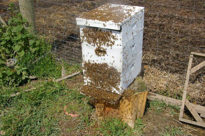 борьба с роением пчел 
