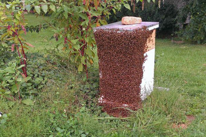роение пчел и меры его предупреждения 