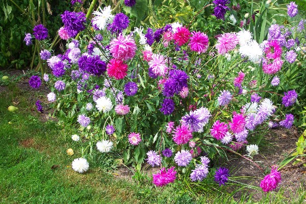 asters undersized seed cultivation