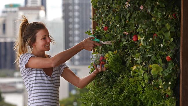 как вырастить клубнику на балконе