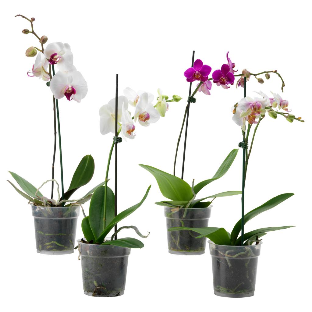 орхидея уход в домашних условиях после покупки