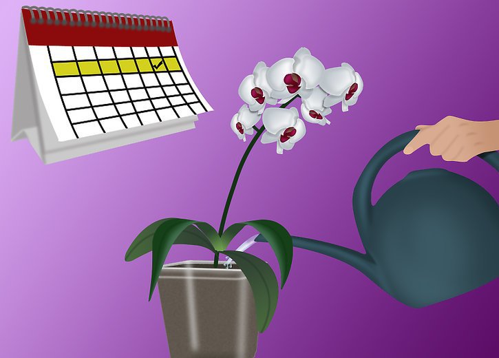 орхидея уход в домашних условиях после цветения