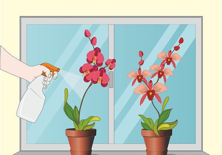 уход за орхидеей зимой в домашних условиях