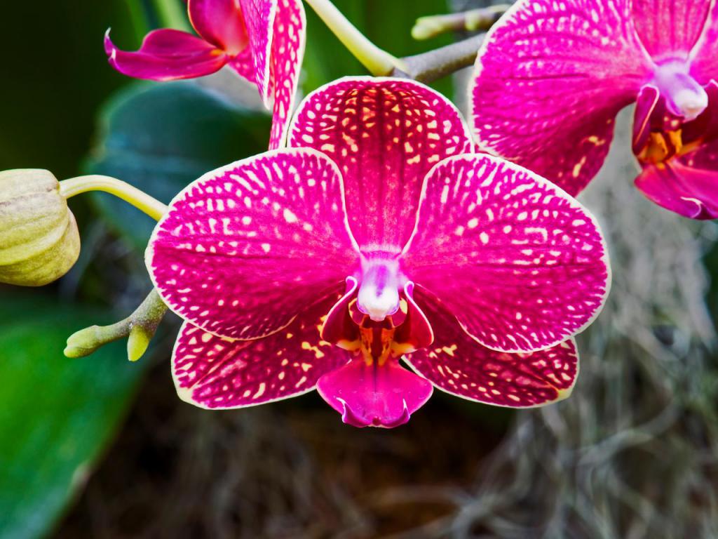 орхидеи выращивание и уход в домашних условиях