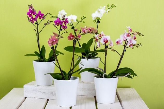 орхидеи уход в домашних условиях полив