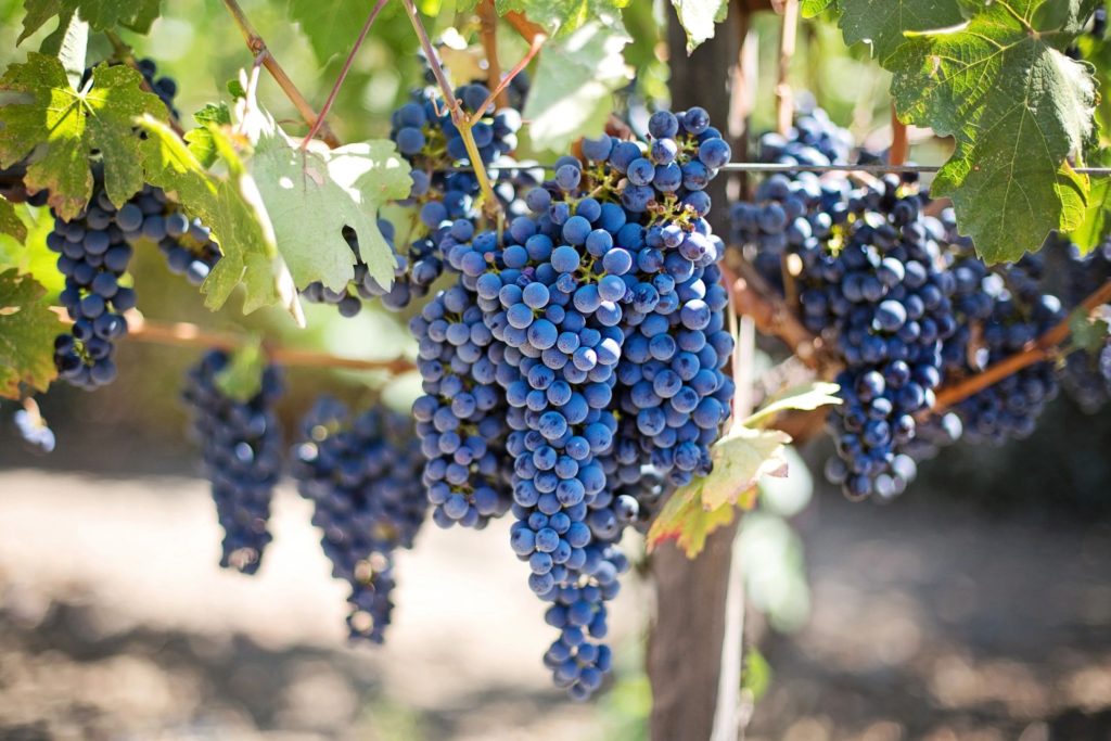 винные сорта винограда для средней полосы россии