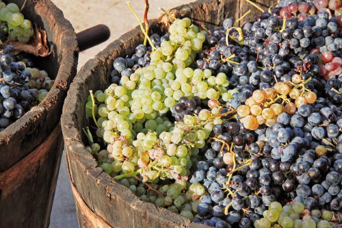 сорт винограда винные саженцы