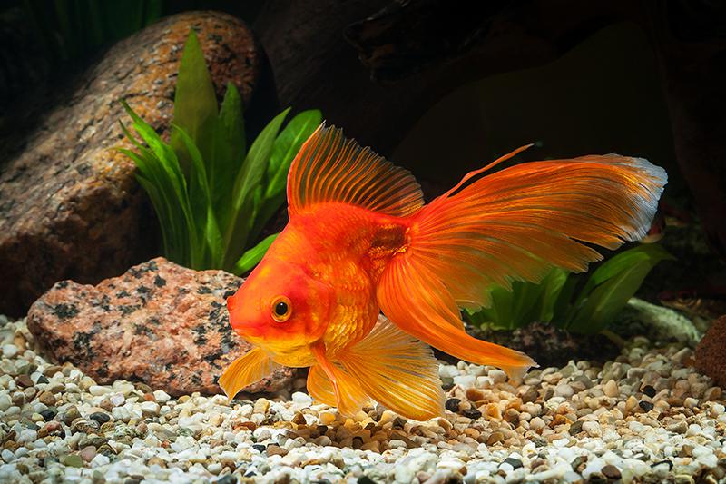 Золотая рыбка разновидности