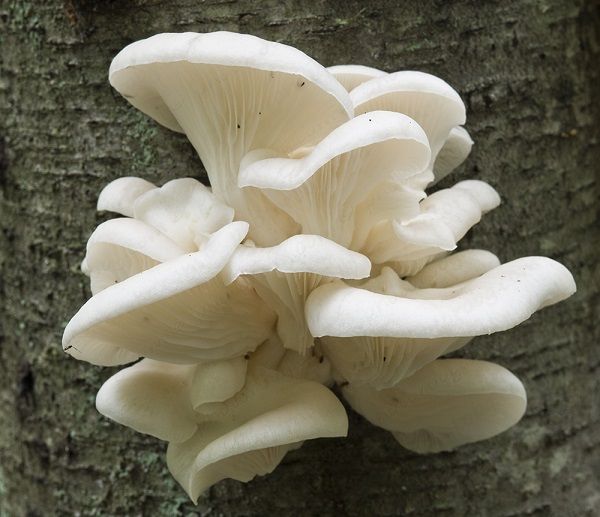 oyster mushroom growing at home on stumps