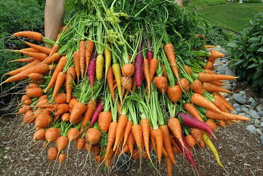 лучшие сорта моркови для сибири