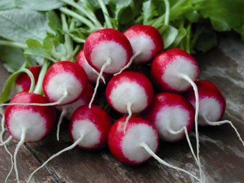 radish varieties description