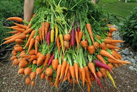 морковь сорта описание