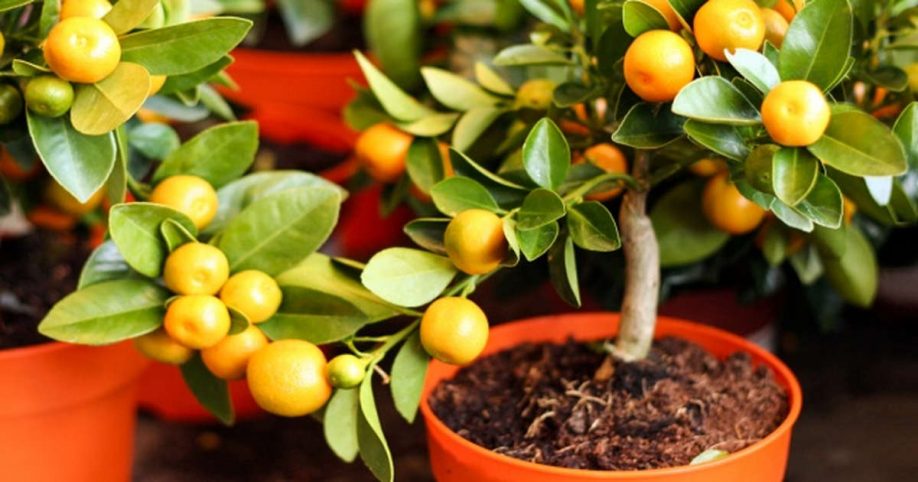 мандарин из косточки в домашних условиях выращивание