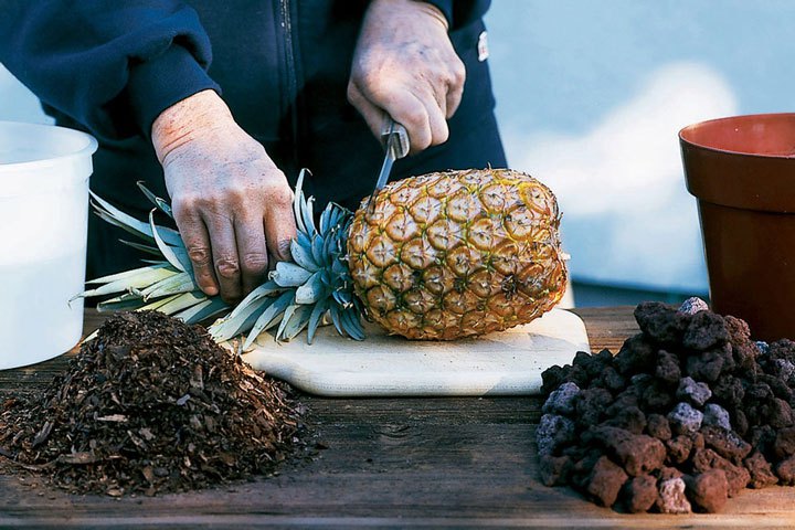 grow pineapple at home reviews