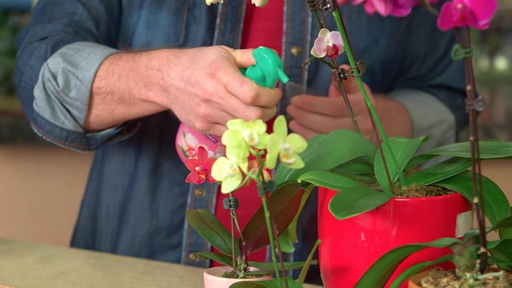 Как сделать раствор для цветов из янтарной кислоты