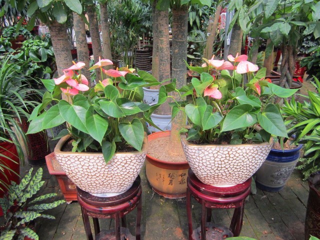 Anthurium leaf disease how to treat