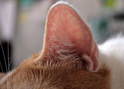 какие у кошки уши