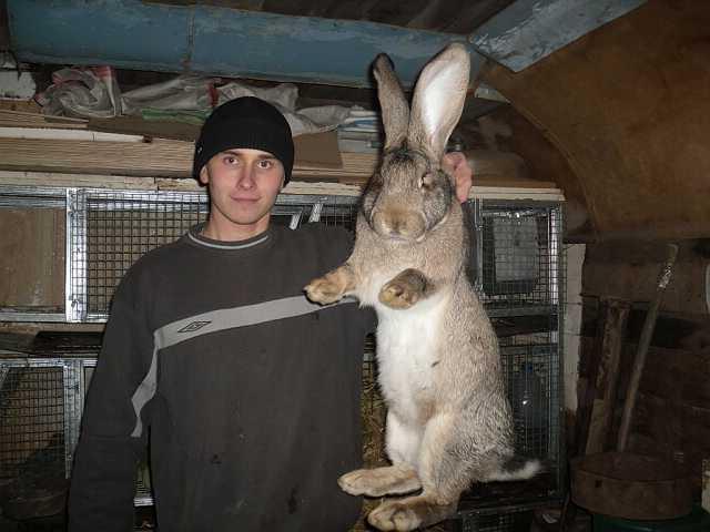 белый бельгийский великан кролик как содержание 