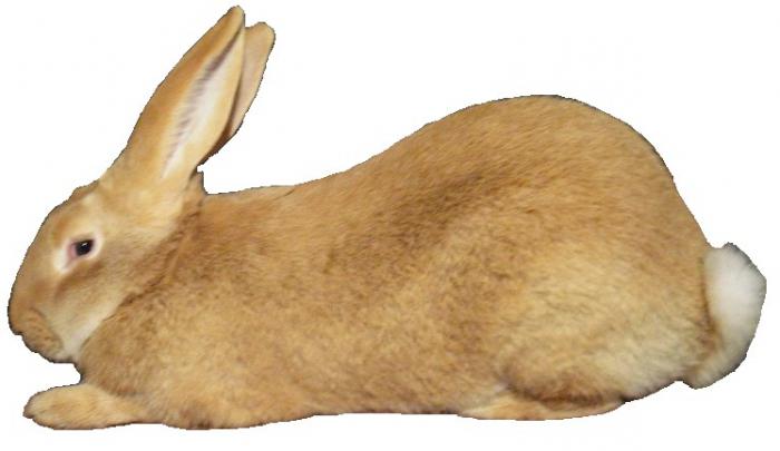 порода кроликов бельгийский великан 