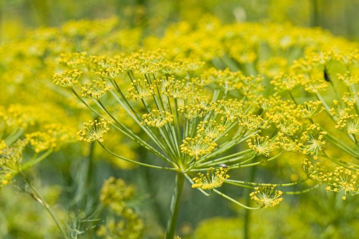 fennel benefit and harm recipes