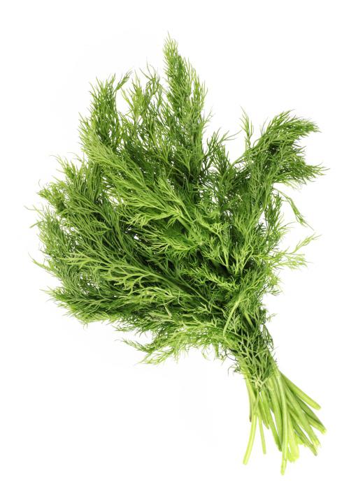 fennel benefit and harm