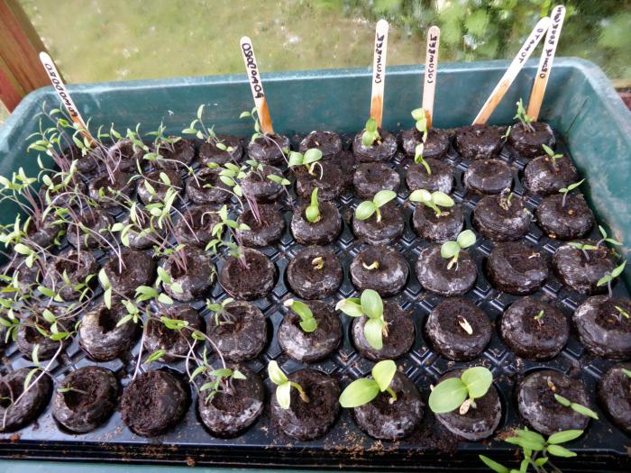 как выращивать огурцы в теплице круглый год 